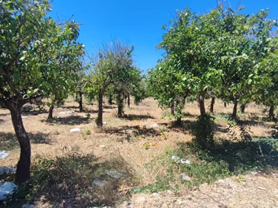 Immagine 5 di Terreno agricolo in vendita  in contrada Mirichicchio a Floridia