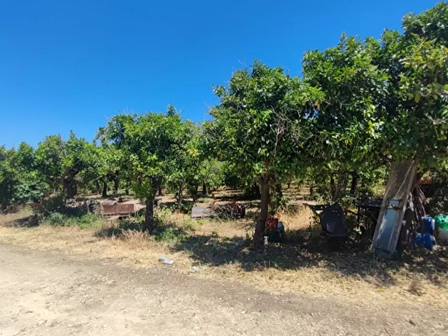 Immagine 2 di Terreno agricolo in vendita  in contrada Mirichicchio a Floridia