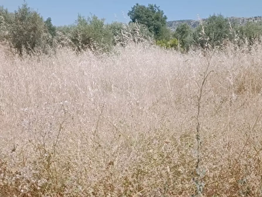 Immagine 8 di Terreno agricolo in vendita  in Contrada Muraglia Mele a Floridia