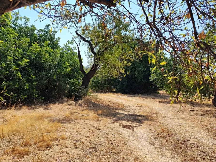 Immagine 2 di Terreno agricolo in vendita  in Contrada Taverna a Floridia