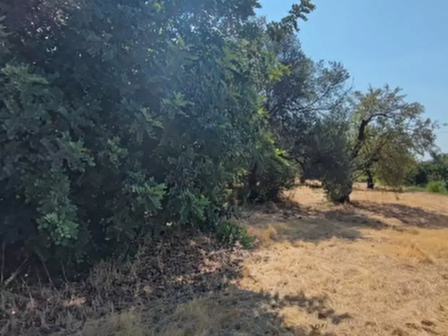 Immagine 4 di Terreno agricolo in vendita  in Contrada Taverna a Floridia