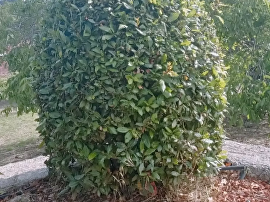 Immagine 29 di Villa in vendita  a Solarino