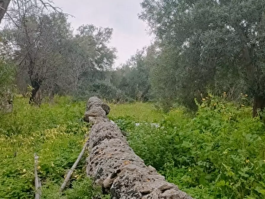 Immagine 5 di Terreno agricolo in vendita  in Contrada Muraglia di miele a Floridia