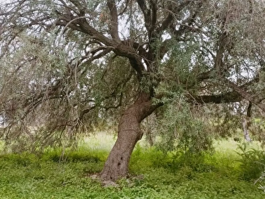 Immagine 6 di Terreno agricolo in vendita  in Contrada Muraglia di miele a Floridia