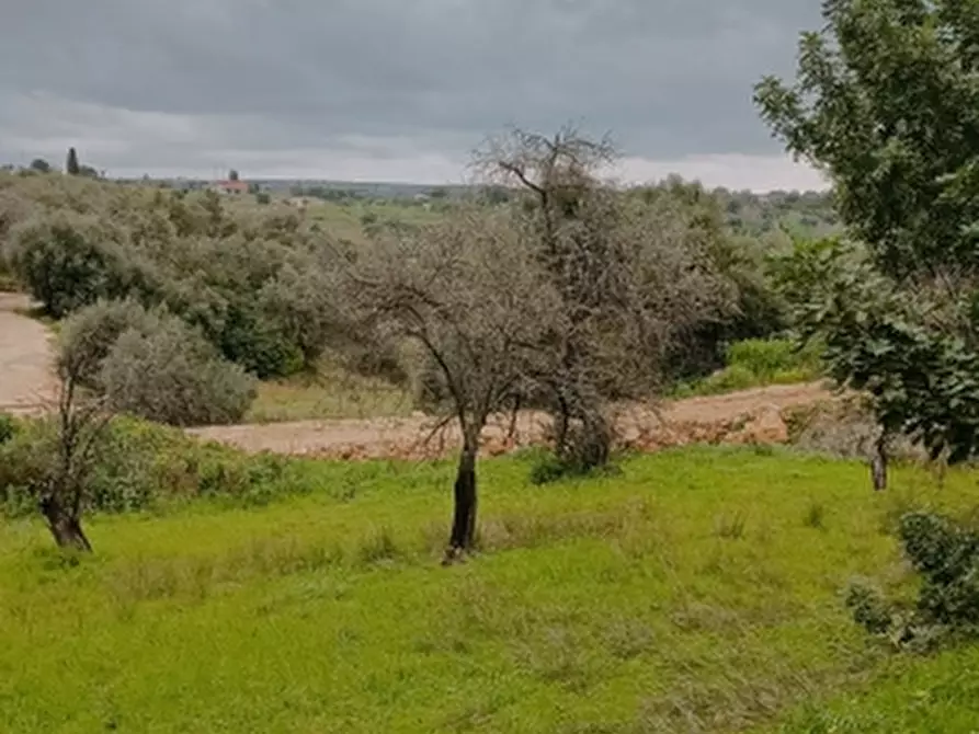 Immagine 7 di Terreno agricolo in vendita  in Contrada Muraglia di miele a Floridia