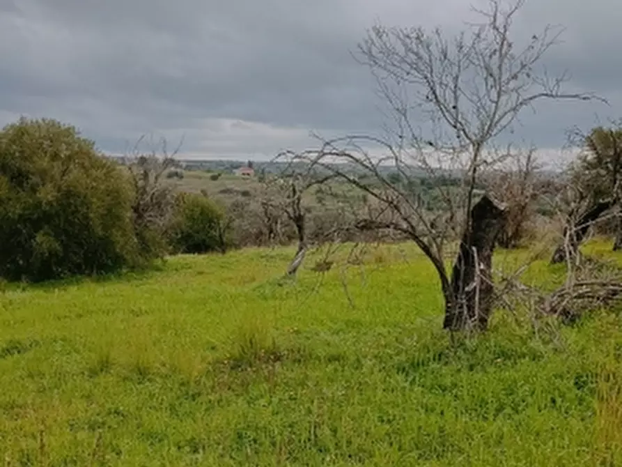 Immagine 9 di Terreno agricolo in vendita  in Contrada Muraglia di miele a Floridia