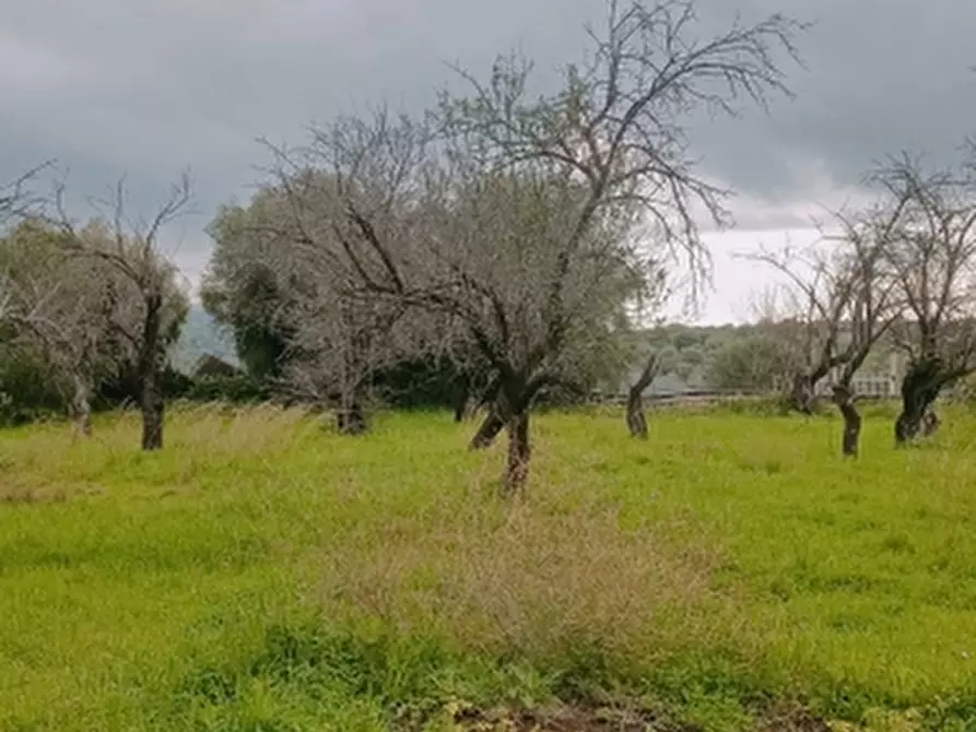 Immagine 10 di Terreno agricolo in vendita  in Contrada Muraglia di miele a Floridia
