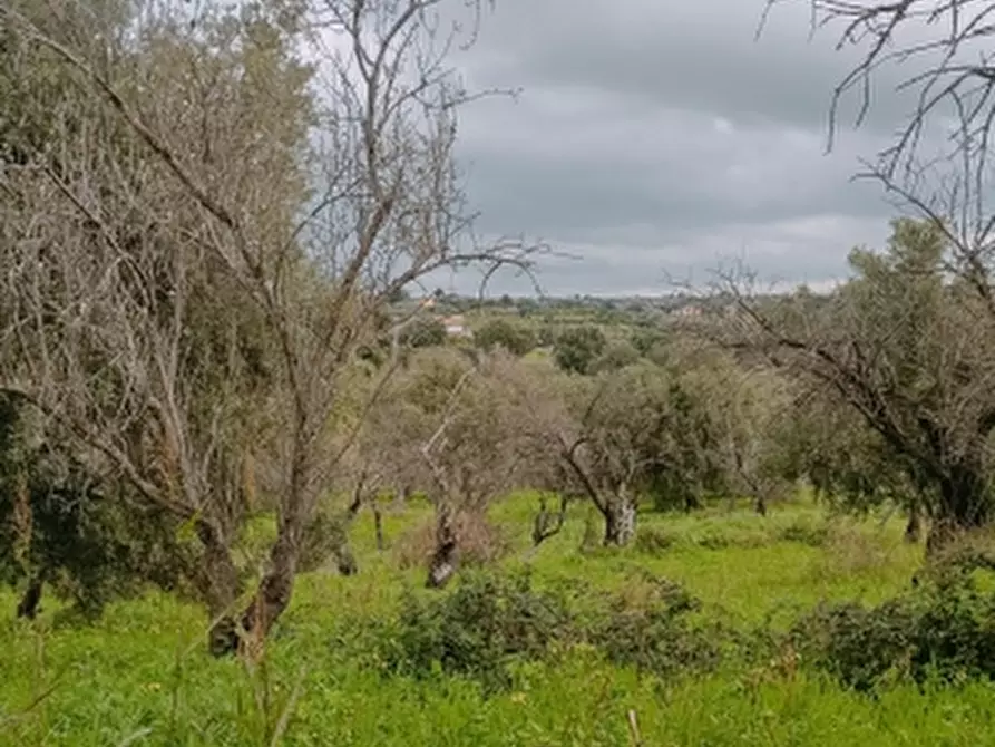 Immagine 11 di Terreno agricolo in vendita  in Contrada Muraglia di miele a Floridia