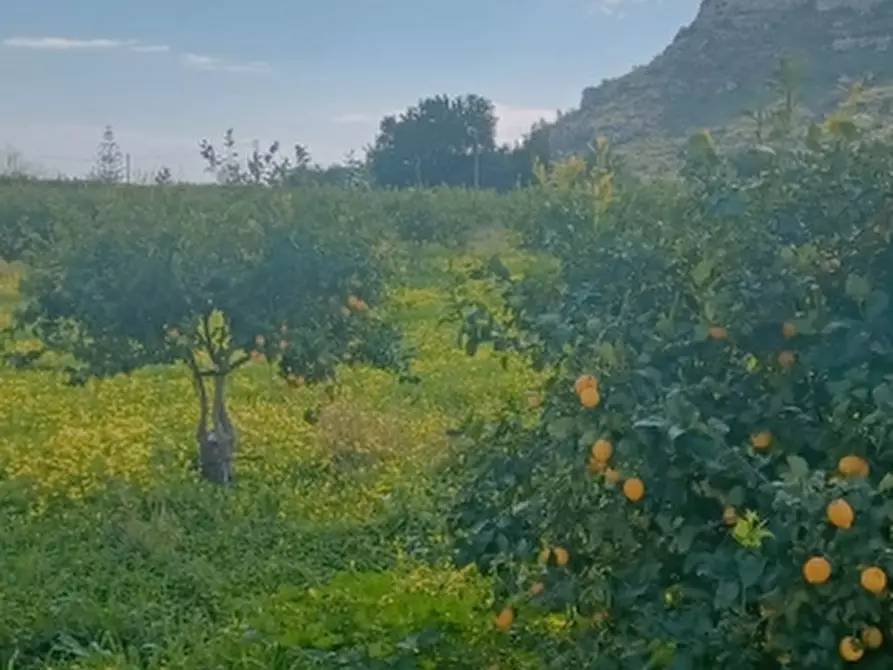 Immagine 7 di Terreno agricolo in vendita  in Contrada Monasteri a Siracusa