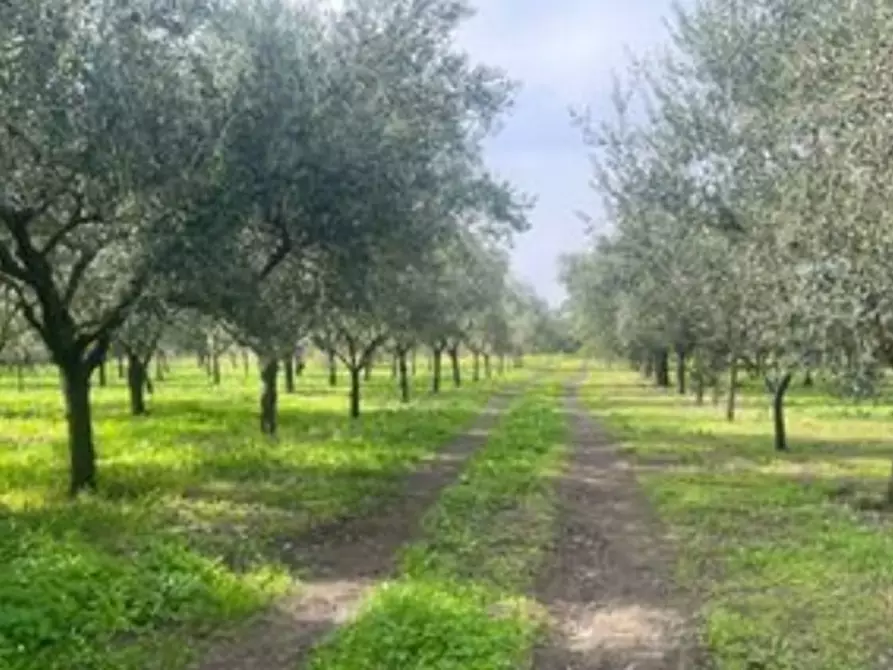 Immagine 1 di Terreno agricolo in vendita  in Via Romagnosi 47\A a Floridia