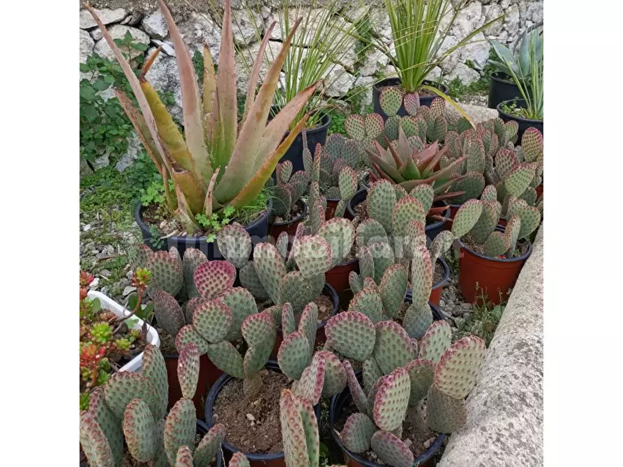 Immagine 5 di Terreno industriale in vendita  in Strada Serra a Siracusa