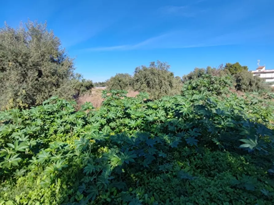 Immagine 5 di Terreno agricolo in vendita  in Strada statale 124 contrada cardinale a Floridia