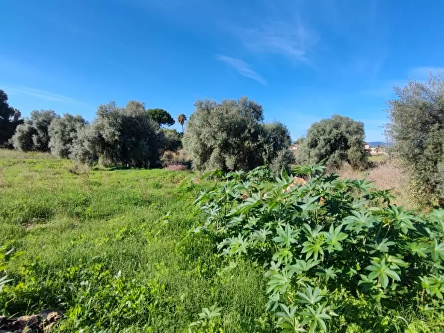 Immagine 6 di Terreno agricolo in vendita  in Strada statale 124 contrada cardinale a Floridia