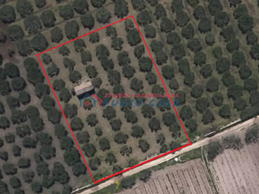 Immagine 1 di Terreno agricolo in vendita  a Trapani