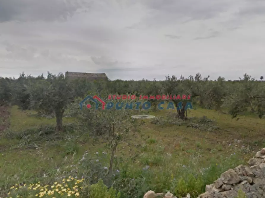 Immagine 2 di Terreno agricolo in vendita  a Trapani
