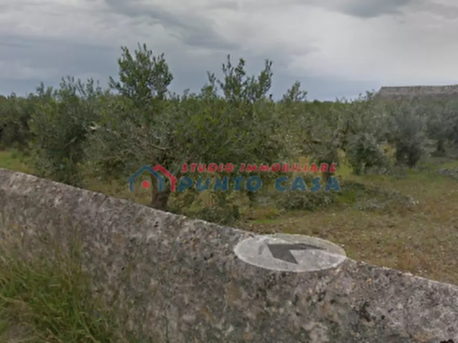 Immagine 3 di Terreno agricolo in vendita  a Trapani