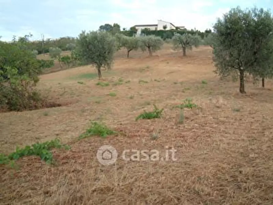 Immagine 9 di Terreno agricolo in vendita  in SP2 a Controguerra
