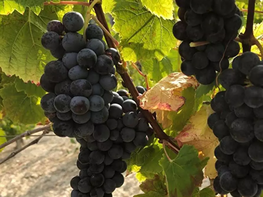 Immagine 5 di Azienda agricola in vendita  in CAVALLERI a Alessandria