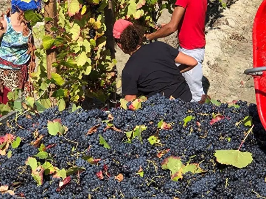 Immagine 7 di Azienda agricola in vendita  in CAVALLERI a Alessandria