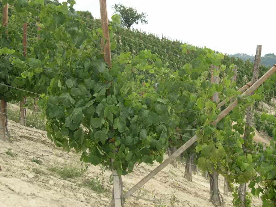 Immagine 16 di Azienda agricola in vendita  in CAVALLERI a Alessandria