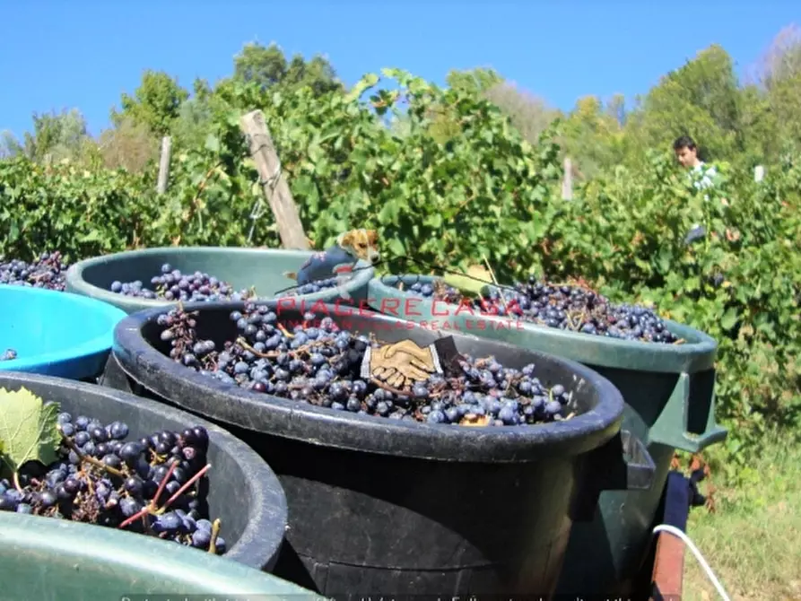Immagine 4 di Azienda agricola in vendita  in Piazza Ascanio Vitozzi a Orvieto