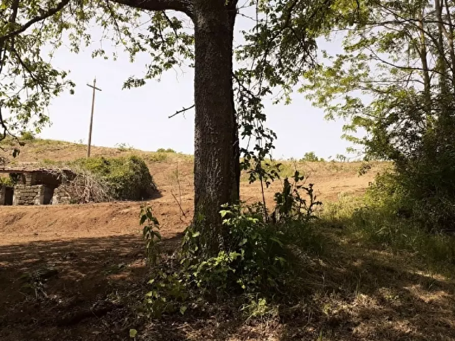 Immagine 5 di Rustico / casale in vendita  a Orvieto