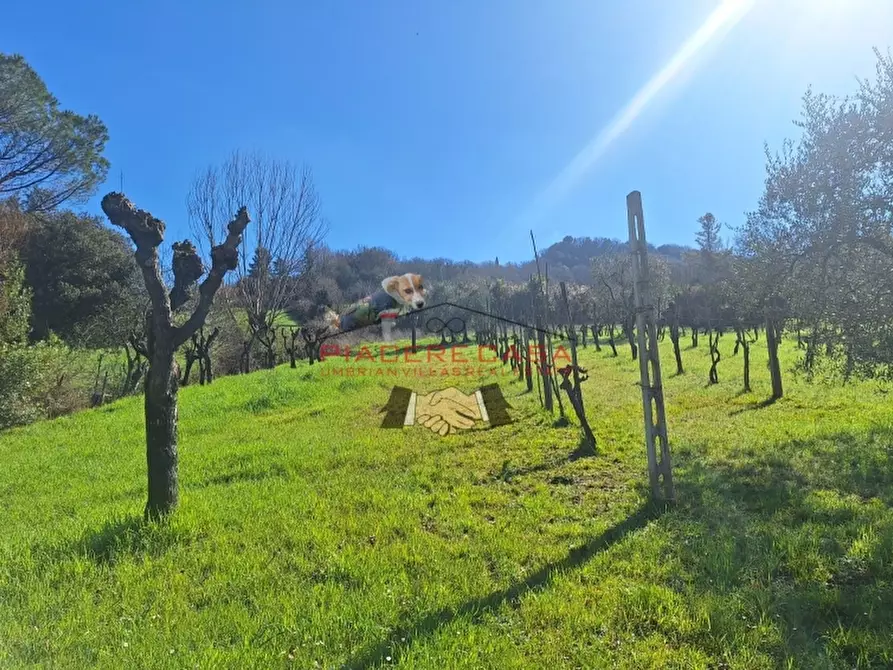 Immagine 25 di Rustico / casale in vendita  in Orvieto a Orvieto
