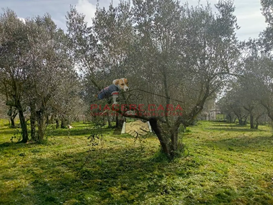Immagine 16 di Rustico / casale in vendita  in orvieto a Orvieto