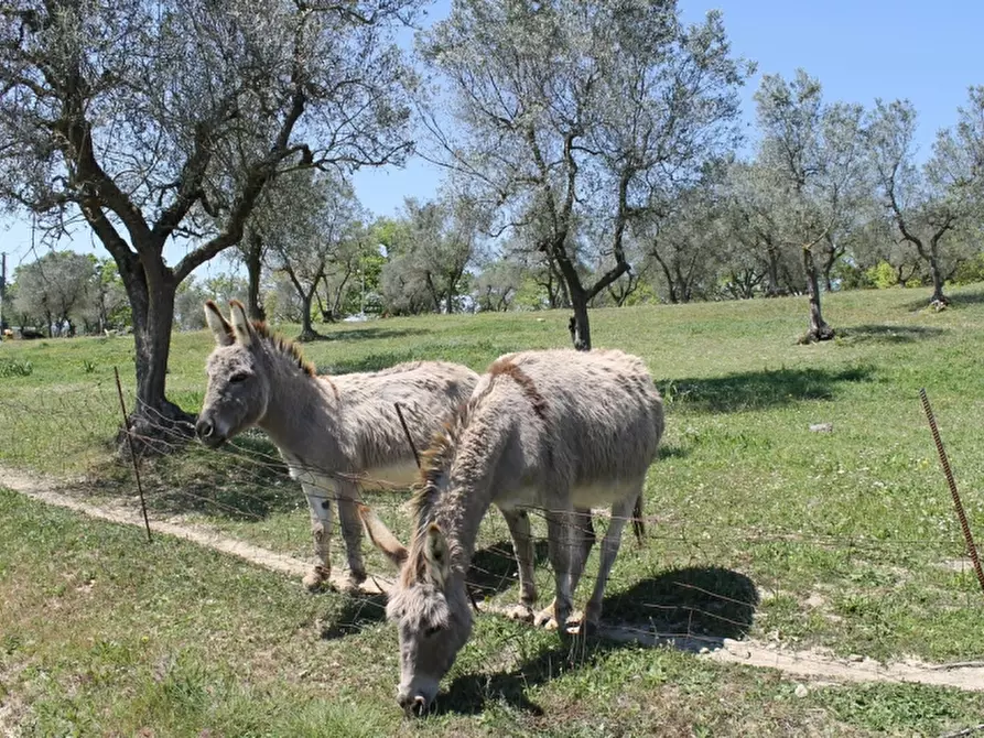 Immagine 17 di Agriturismo in vendita  in - a Orvieto