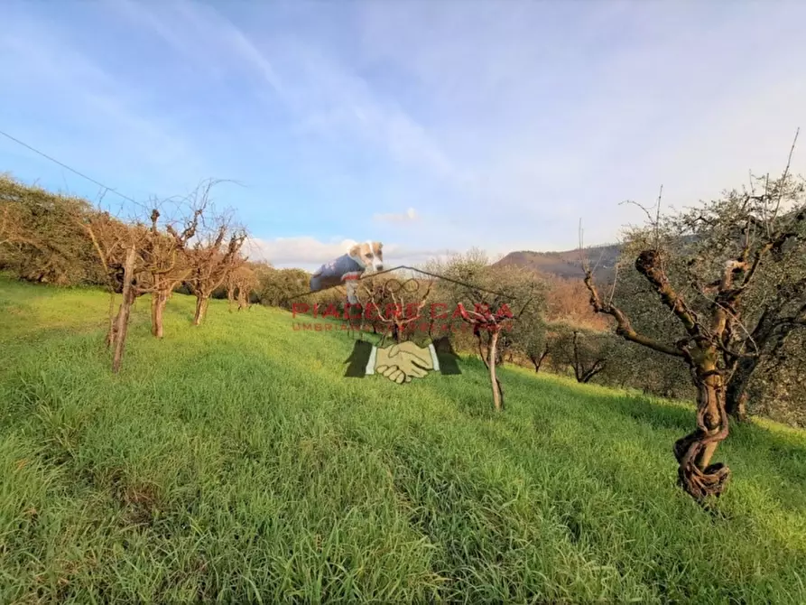 Immagine 24 di Rustico / casale in vendita  in - a Bagnoregio