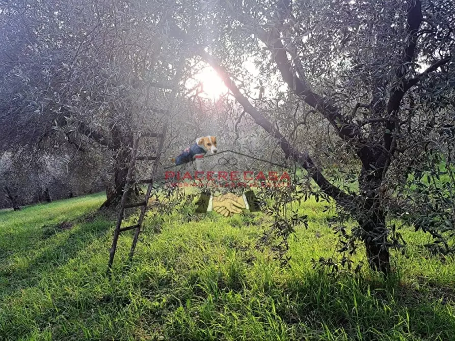 Immagine 25 di Rustico / casale in vendita  in - a Bagnoregio