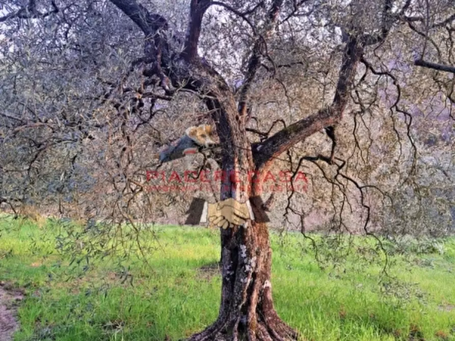 Immagine 28 di Rustico / casale in vendita  in - a Bagnoregio