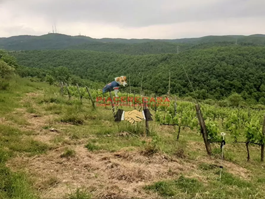 Immagine 2 di Azienda agricola in vendita  in Piazza Ascanio Vitozzi a Orvieto