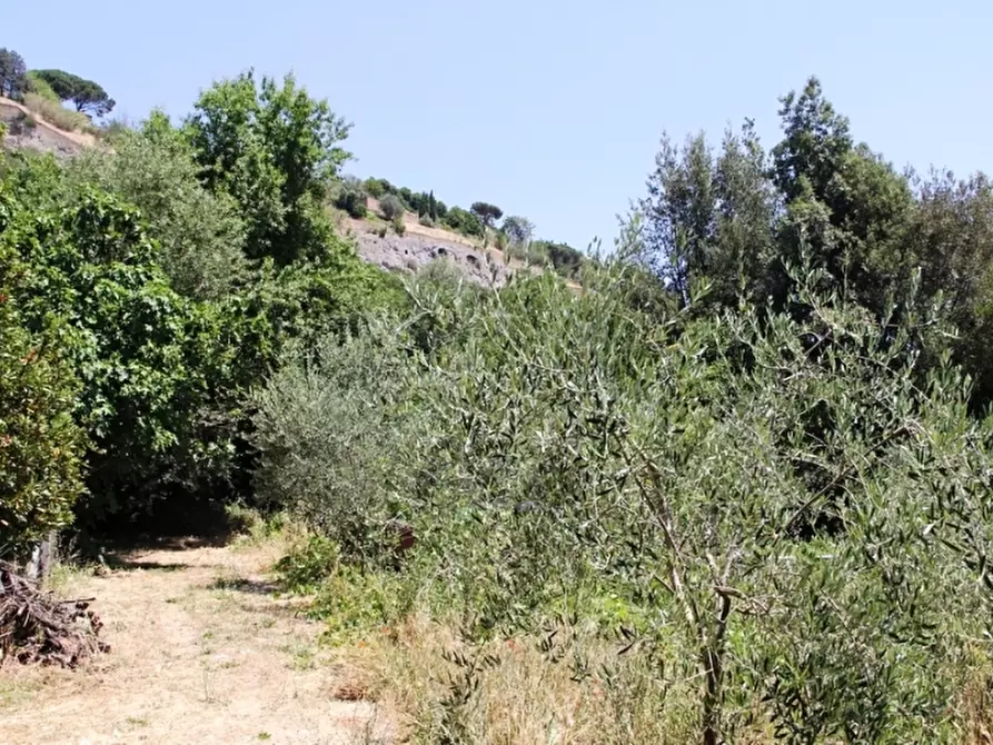 Immagine 1 di Terreno agricolo in vendita  a Orvieto