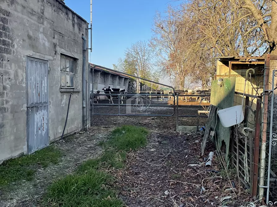 Immagine 2 di Azienda agricola in vendita  a Luzzara