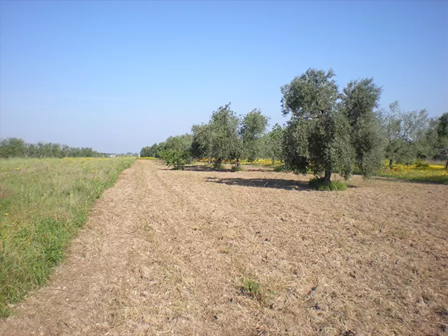 Terreno agricolo in vendita a Cerignola
