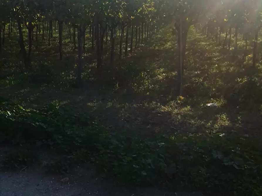 Immagine 2 di Terreno agricolo in vendita  a Cerignola