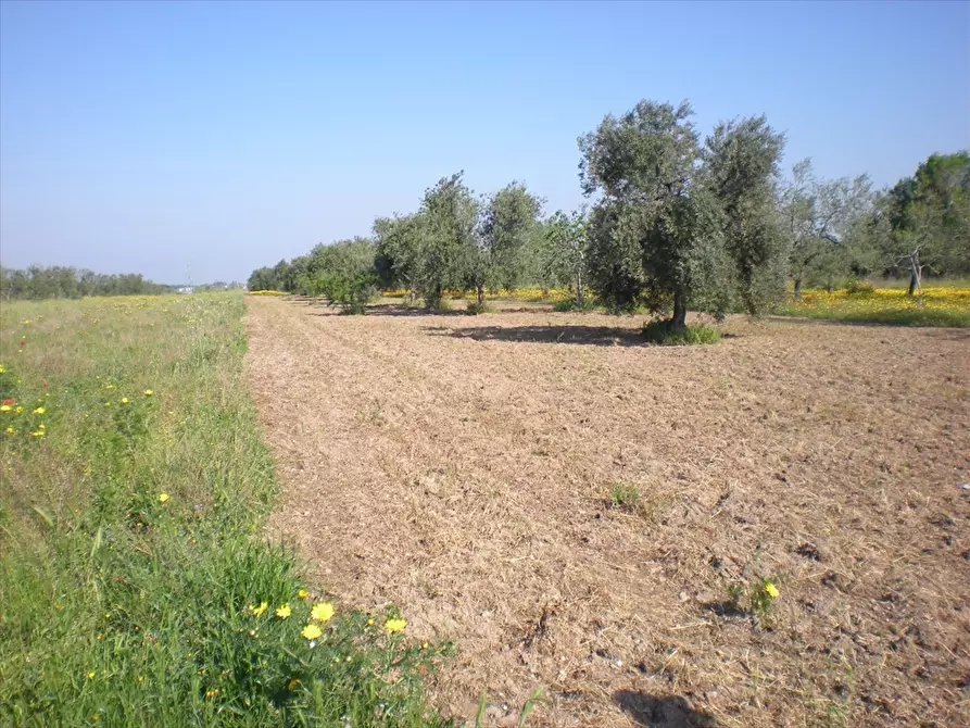 Immagine 2 di Terreno agricolo in vendita  a Cerignola