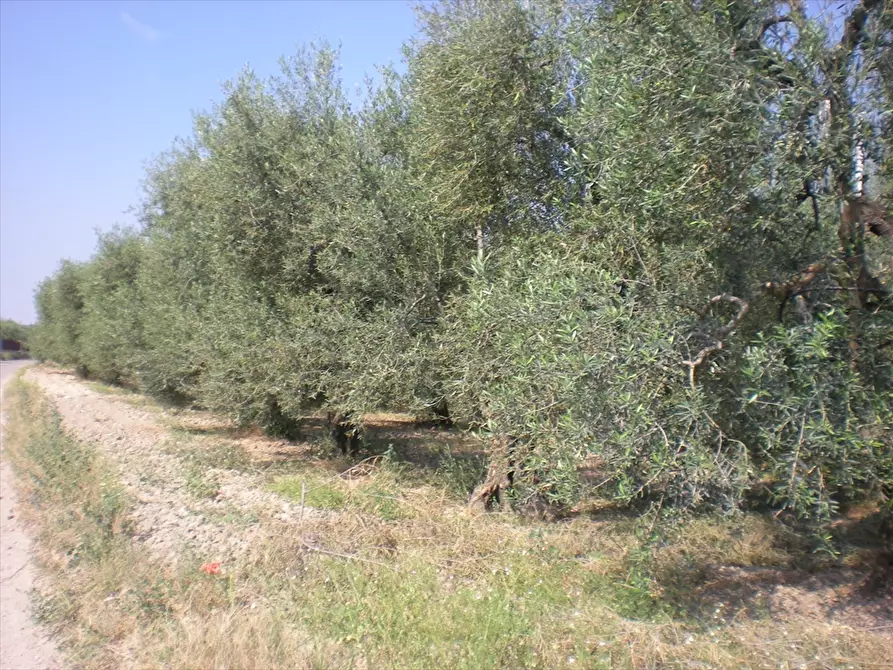 Immagine 4 di Terreno agricolo in vendita  a Cerignola