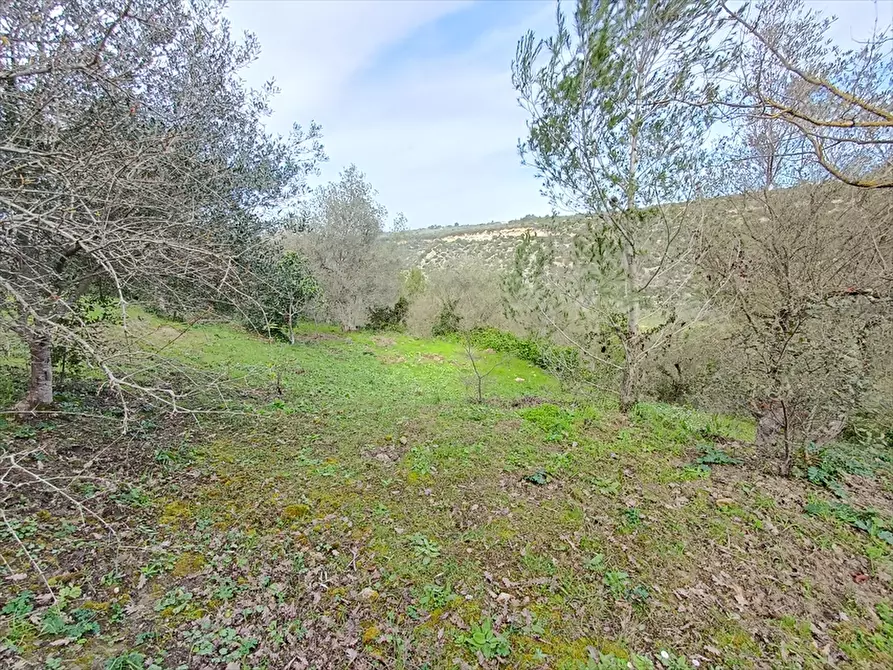 Immagine 15 di Terreno agricolo in vendita  in Zipirianu Località Ledò a Tissi