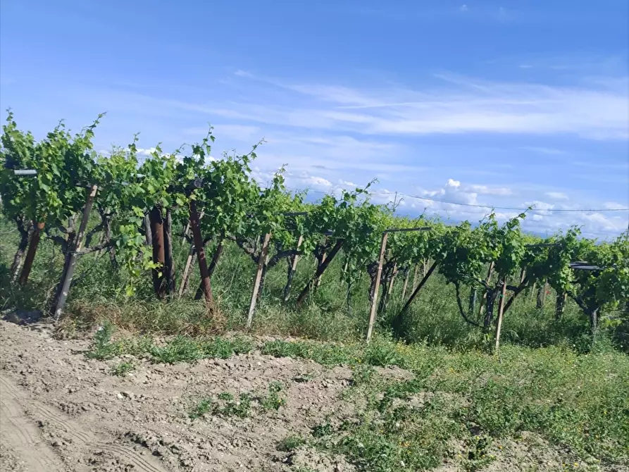 Immagine 1 di Terreno agricolo in vendita  a Cerignola