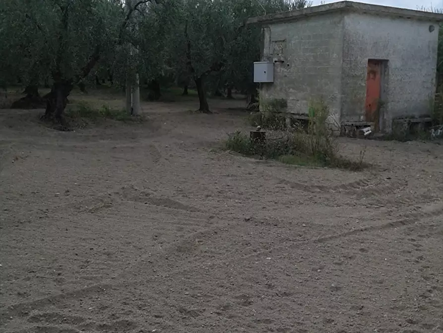 Immagine 9 di Terreno agricolo in vendita  a Cerignola