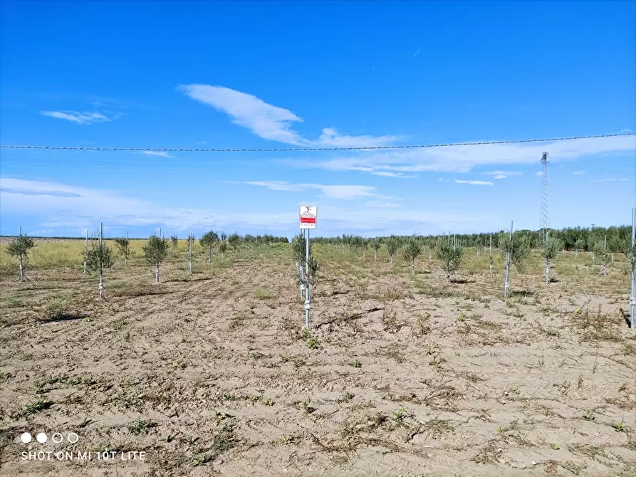 Immagine 1 di Terreno agricolo in vendita  in STRADA VIA MELFI a Cerignola