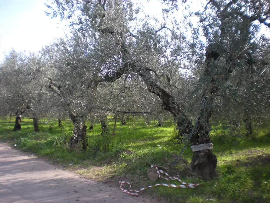 Immagine 3 di Terreno agricolo in vendita  a Cerignola
