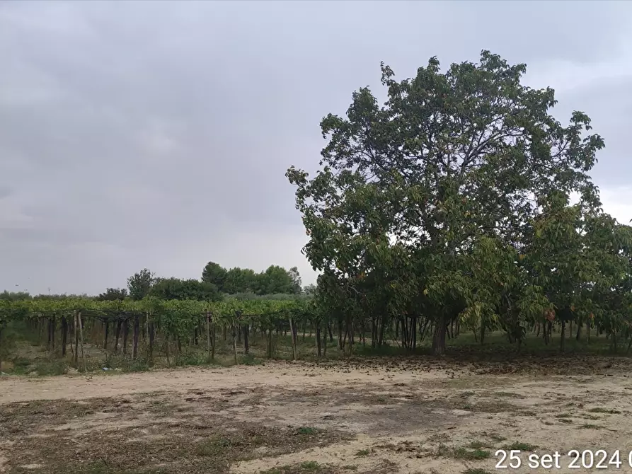 Immagine 2 di Terreno agricolo in vendita  a Cerignola