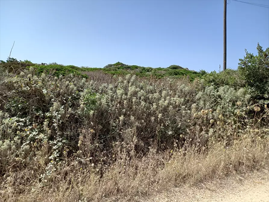Immagine 7 di Terreno agricolo in vendita  in Biancareddu La Nurra 