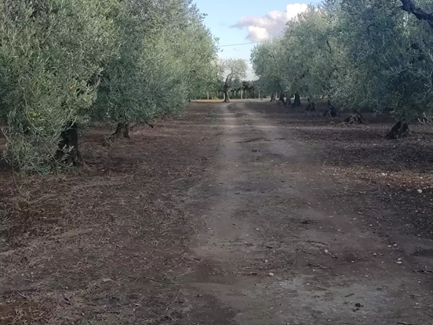 Immagine 4 di Terreno agricolo in vendita  in STRADA VIA  CANDELA a Cerignola