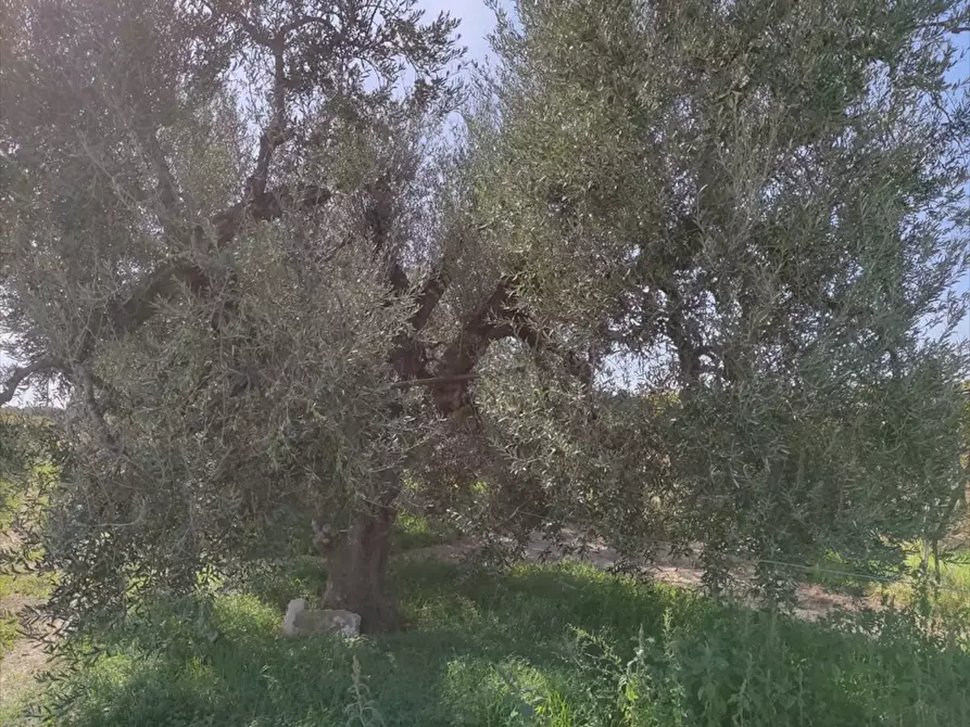 Immagine 6 di Terreno agricolo in vendita  in Strada Via Melfi  a Cerignola
