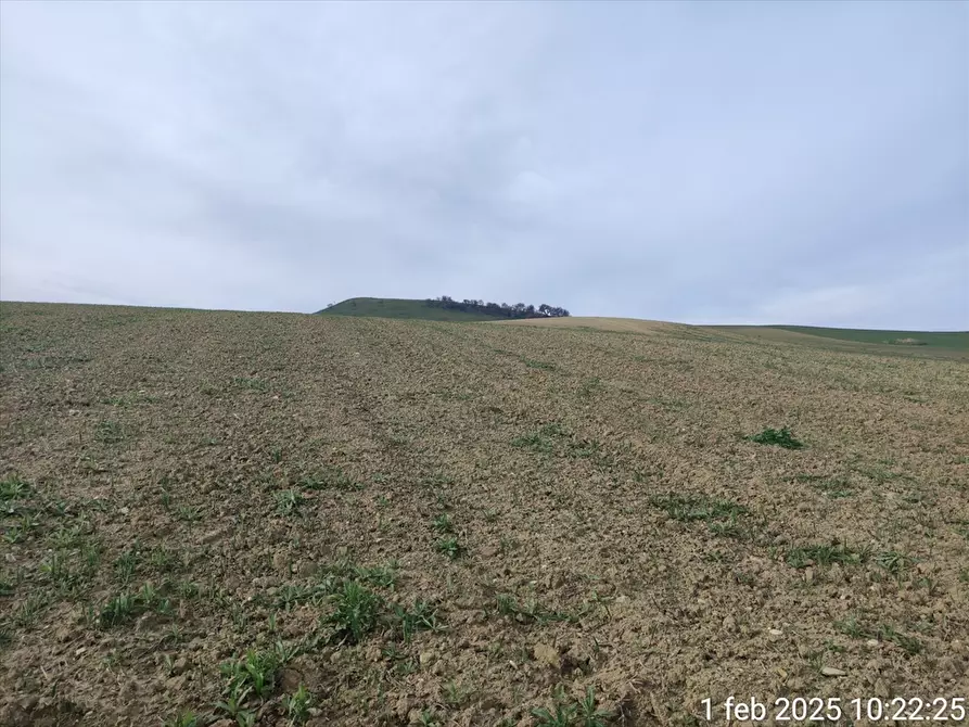 Immagine 2 di Terreno agricolo in vendita  in MOSCHELLA a Cerignola