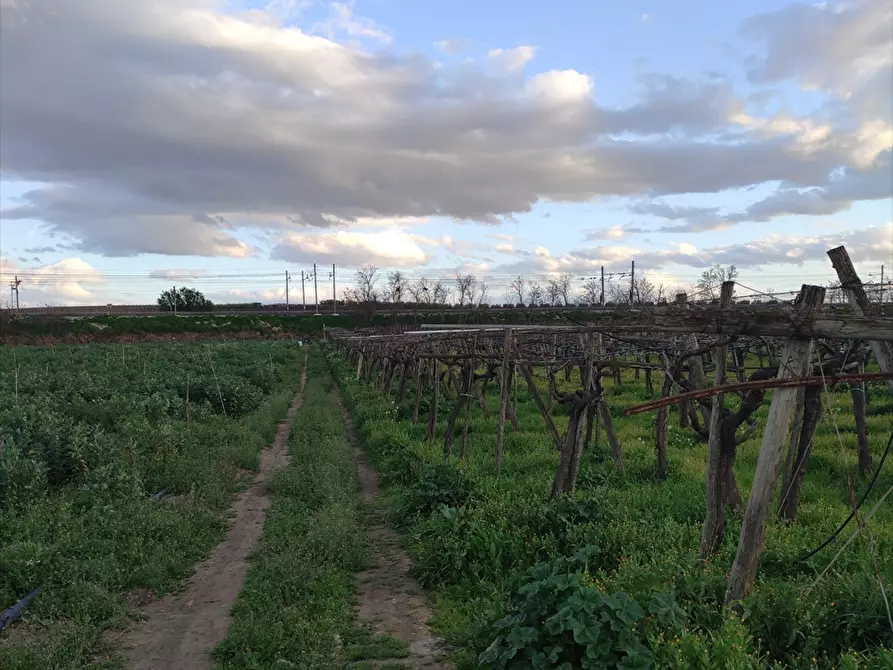 Immagine 1 di Terreno agricolo in vendita  a Cerignola